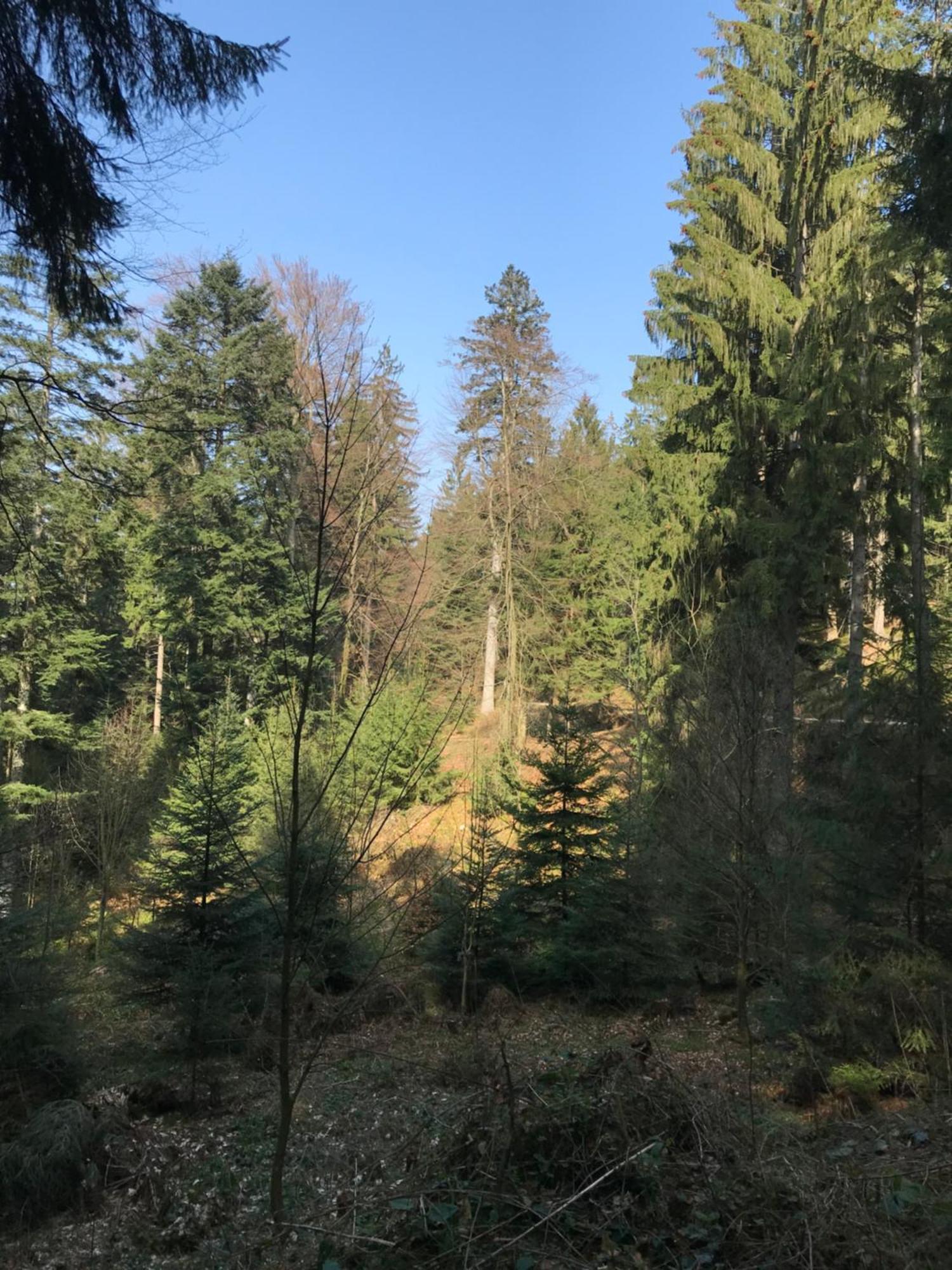 Ferienwohnung Hesselbach Oberkirch  Zewnętrze zdjęcie
